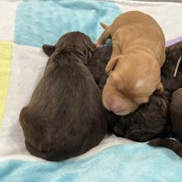 Australian Labradoodle Puppies from QuiSal Labradoodles
