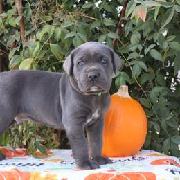 Green collar - Gray male Cane Corso puppy in Caliente, California from Rafter Cross 7