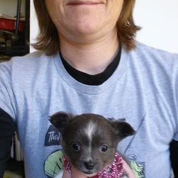 Australian Shepherd and Chihuahua Puppies from RockyTop Hearts