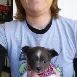 Australian Shepherd and Chihuahua Puppies from RockyTop Hearts