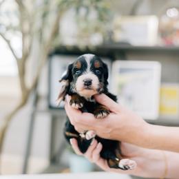 Wyatt - Tri-color male Bernedoodle puppy in Murray, Utah from Sun Valley Doodles