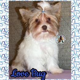 Love Bug - Chocolate, tan and white male Yorkshire Terrier puppy in London, Kentucky from Soto Yorkies