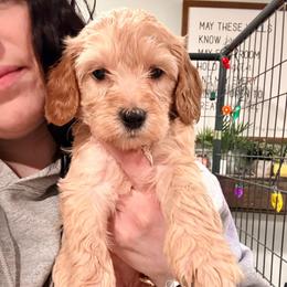 Joplin - Cream female Cockapoo puppy in Denver, Pennsylvania from Greenview Puppies