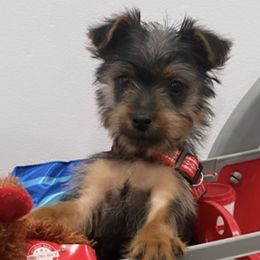 Yorkshire Terriers from TadaTotts