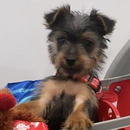 Yorkshire Terriers from TadaTotts