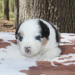 Surge - Blue merle male Australian Shepherd puppy in Coldwater, Michigan from Northern Star Australian Shepherds