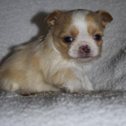 Milo - Fawn and white male Chihuahua puppy in Gloucester, Virginia from Charlotte's Web of Chihuahuas