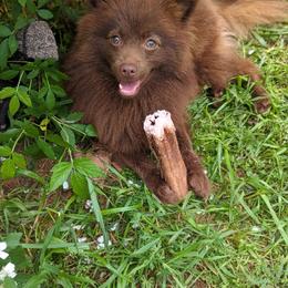Addie - Pomeranian