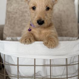 Sunkist (Sunny) - Wheaten female Scottish Terrier puppy in Bristol, Virginia from Schrute Farms Canine Clan