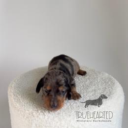 Quentin - Dapple male Dachshund puppy in Royse City, Texas from Truehearted Miniature Dachshunds
