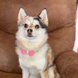 Kookie - Pomsky