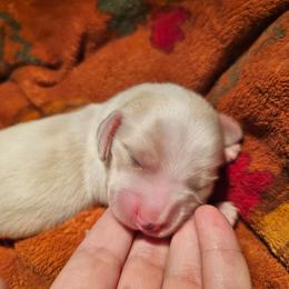 Ghost - Cream male Dachshund puppy in Pasco, Washington from G & G Kennel