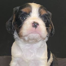 Forest - Tri-color male Cavalier King Charles Spaniel puppy in Ridgeville, South Carolina from Misty Meadow Cavaliers