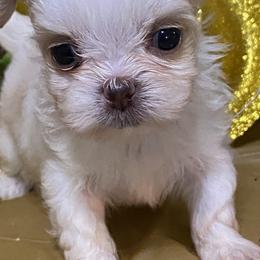 Chinese Crested and Mi-Ki Puppies from Neonate puppy care for breeders