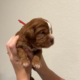 Cash - Red male Australian Labradoodle puppy in Denton, Texas from Dignity Labradoodles