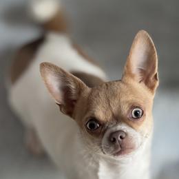 Noobs - Chihuahua