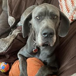 Great Danes from LC Blue Great Danes
