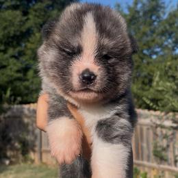 Chugo go Winmont - Brindle male Japanese Akitainu puppy in Copperas Cove, Texas from Winmont Akitas