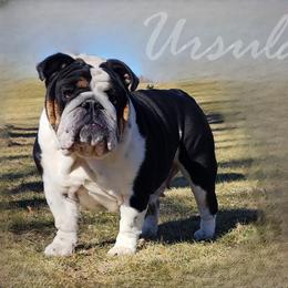Ursula - Bulldog
