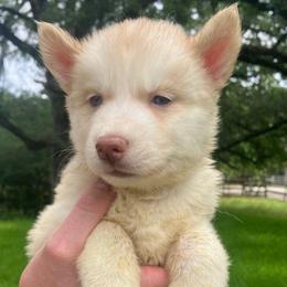 Muffin - Sable and white female Siberian Husky puppy in College Station, Texas from Texas Siberian Husky Kennels (TSHK)