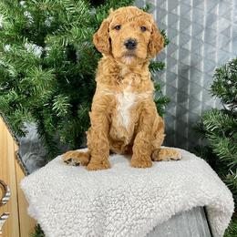 Aussiedoodle, Double Doodle, and Goldendoodle Puppies from Dandy Doodle Ranch