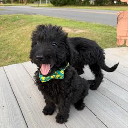 Theo - Black male Labradoodle puppy in Georgetown, South Carolina from Muddy Bay Kennels