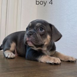 French Bulldog Puppies from Blue Mountain French Bulldogs