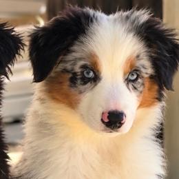 Sirius AKC ASDR DNA tested - Blue merle male Miniature Australian Shepherd puppy in Westwego, Louisiana from Connie's American Eskimo Dogs and Mini Australian Shepherd Dogs