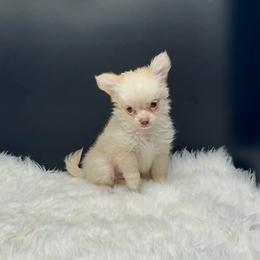Mario - Cream and white male Chihuahua puppy in Simpsonville, South Carolina from N&T's Chihuahuas