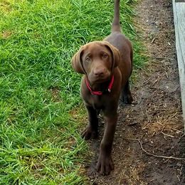 Labrador Retriever Puppies from High Prairie Canines