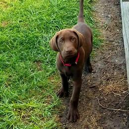 Labrador Retriever Puppies from High Prairie Canines