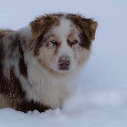 Nala - Australian Shepherd