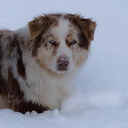 Nala - Australian Shepherd