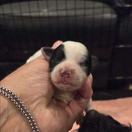 Baxter - Black & white male Maltipoo puppy in Sedro Woolley, Washington from Absher Ranch