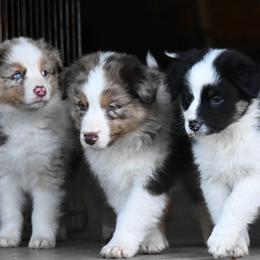 Australian Shepherd puppies from Foster Creek Farm
