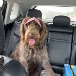 Labradoodles from The Breakfast Club Labradoodles