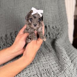 Bubbles - Blue merle female Aussiedoodle puppy in Sweetwater, Florida from Sandy Snout Doodles
