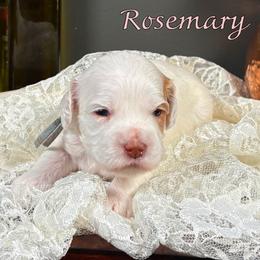 Rosemary - Caramel female Australian Labradoodle puppy in Decatur, Alabama from Southern Meadows Doodles