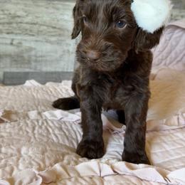 Myrtle - Chocolate female Goldendoodle puppy in Redmond, Oregon from Bourbon and Lace Doodles