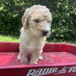 Girl 5 - Cream female Goldendoodle puppy in Lumberton, Texas from Southeast Texas Goldendoodles