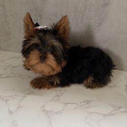 Barley very small girl 3-4 - Black and gold female Yorkshire Terrier puppy in Maple Heights, Ohio from Yorkiesllc