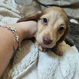 Rocky (AKC) - Cream male Dachshund puppy in Cypress, Texas from Cypress Dachshunds