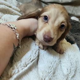 Rocky (AKC) - Cream male Dachshund puppy in Cypress, Texas from Cypress Dachshunds