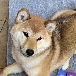 Senshi - Shiba Inu