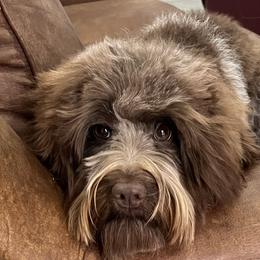 S’mores - Australian Labradoodle