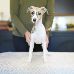 Apricot - White and fawn brindle female Whippet puppy in Atlanta, Georgia from Sinaj
