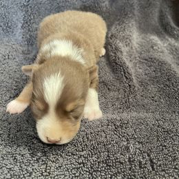 Red and white tri male - Red tri male Toy Australian Shepherd puppy in Springfield, Missouri from Donnie's Miniature & Toy Australian Shepherds