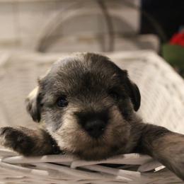 Benny - Salt and pepper male Miniature Schnauzer puppy in Yucaipa, California from Mt. View's Pretty Little Schnauzers