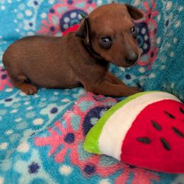 Bandit - Stag red male Miniature Pinscher puppy in Little River, South Carolina from Cheristar