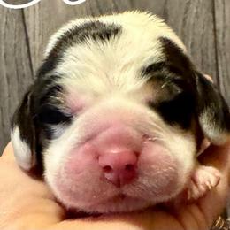 Rainbow Boy - Black white and tan male Beagle puppy in Viper, Kentucky from Mountain Top